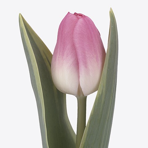 Tulips Rosario Special