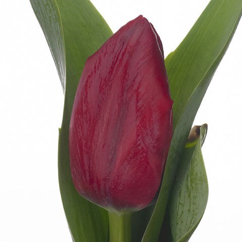 Tulips Royal Cherry