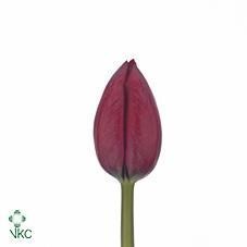 Tulips Royal Cherry