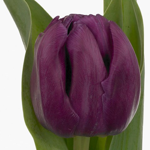Tulips Saffiro