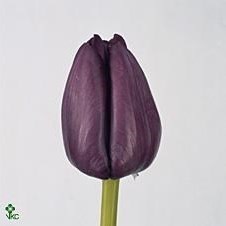 Tulips Saigon