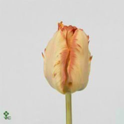 Tulips Salmon Parrot