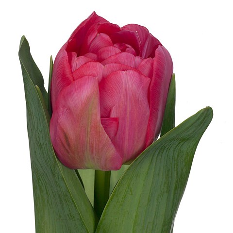 Tulips San Remo