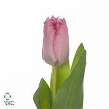 Tulips Santander