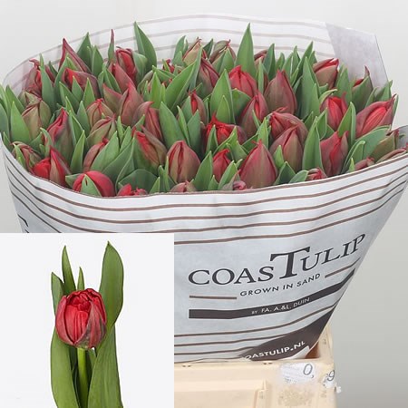 Tulips Sartre