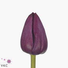 Tulips Scamper