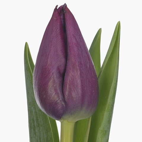 Tulips Scamper