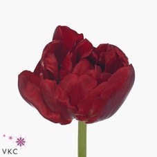 Tulips Scarlet Verona
