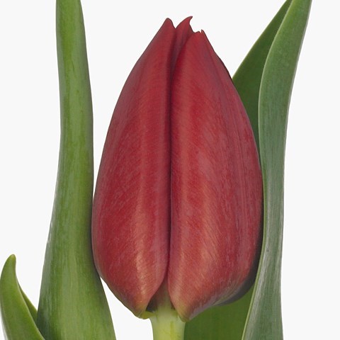 Tulips Seadov