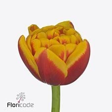 Tulips Shell
