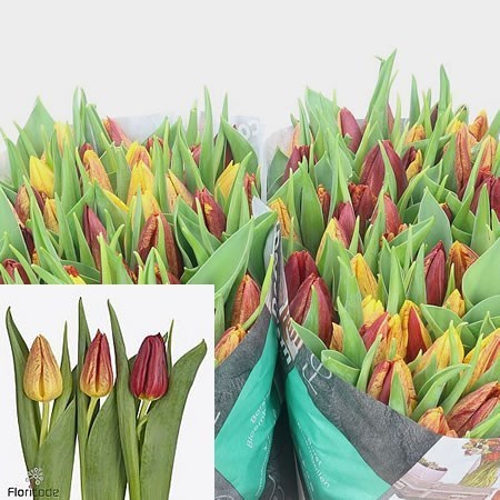 Tulips Shocking