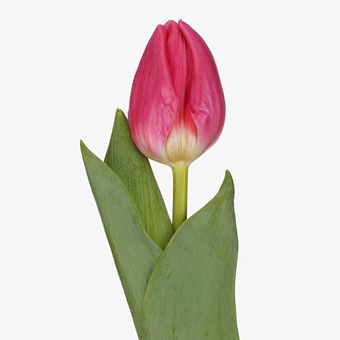 Tulips Sirikit