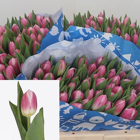 Tulips Snapshot
