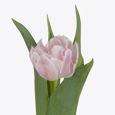 Tulips Soft Price