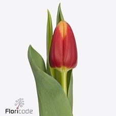 Tulips Spirit