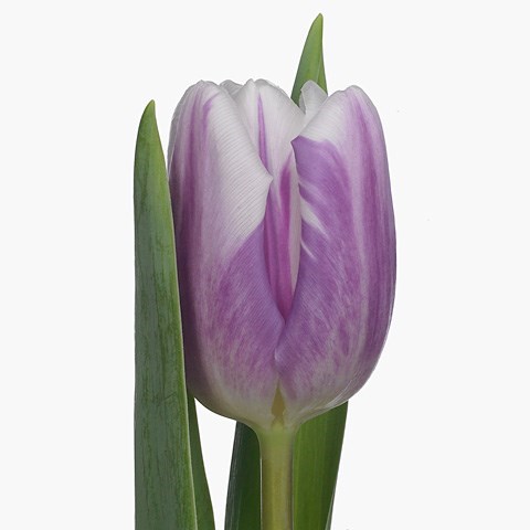 Tulips Striped Flag