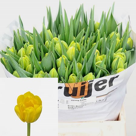 Tulips Strong Carlo