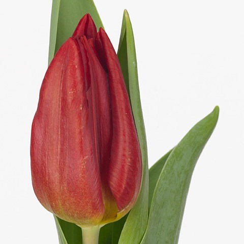 Tulips Strong Fire