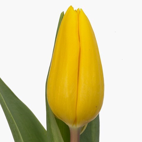 Tulips Strong Gold