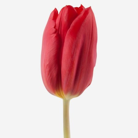 Tulips Strong Love