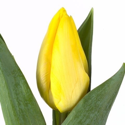 Tulips Sunny Prince