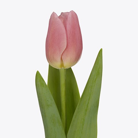 Tulips Super Twins