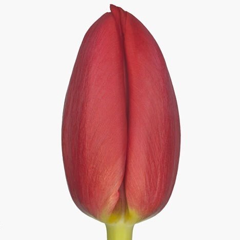 Tulips Surrender