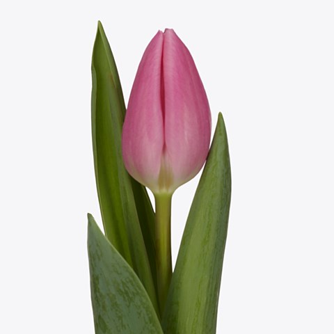 Tulips Sweet Telle