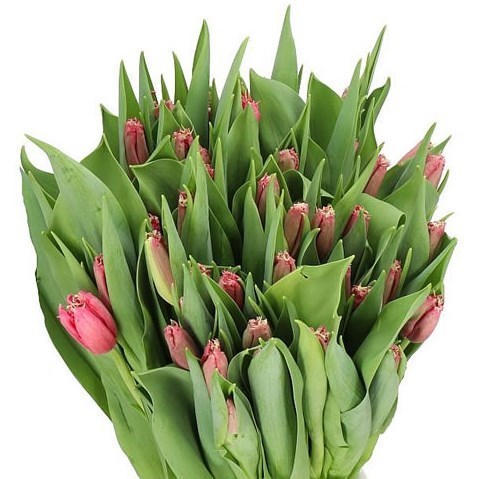 Tulips Swipe