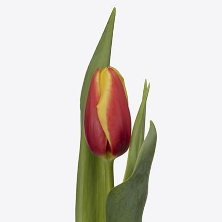 Tulips Tarzan