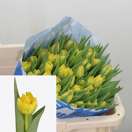 Tulips Taskforce