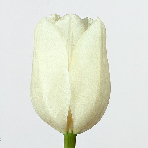 Tulips Tibet