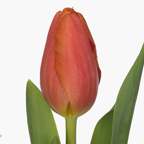 Tulips Time Out