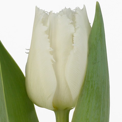 Tulips Tinkerbell