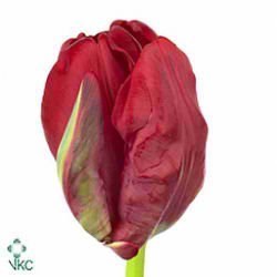 Tulips Topparrot