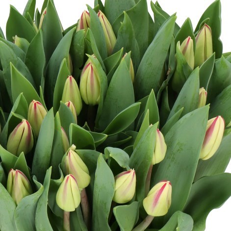 Tulips Touch Of Flame
