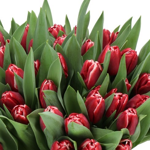 Tulips Toy
