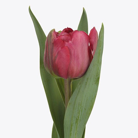 Tulips Trailer