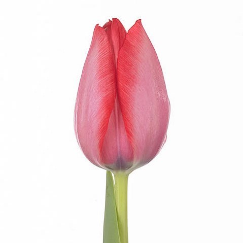 Tulips Trick Rose