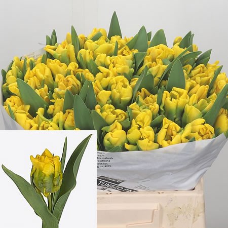 Tulips Tunezo (Parrot)