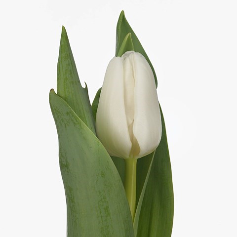 Tulips Update