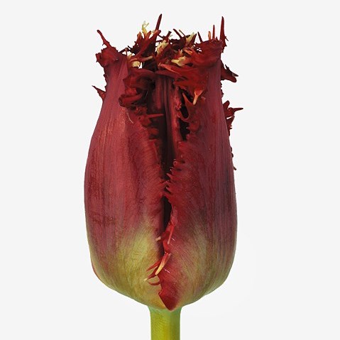 Tulips Valery Gergiev