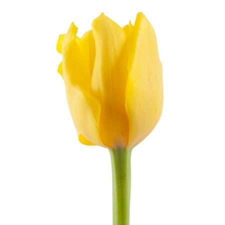 Tulips Vedi Napoli Yellow