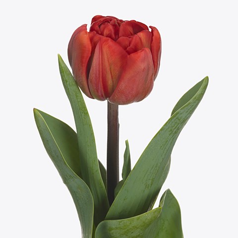 Tulips Venetia