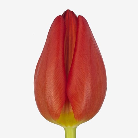 Tulips Vesna