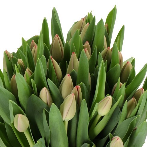 Tulips Westfris Fire