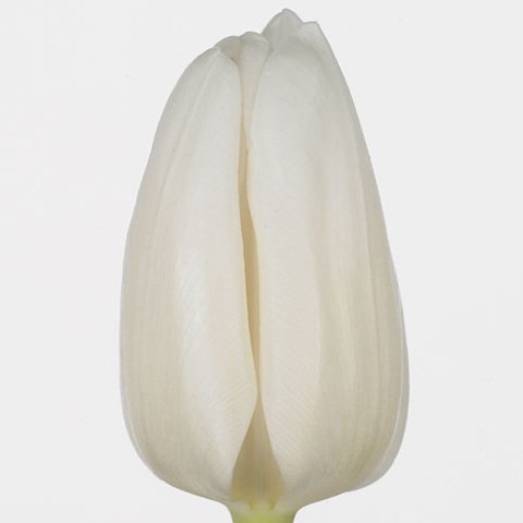 Tulips White Dream