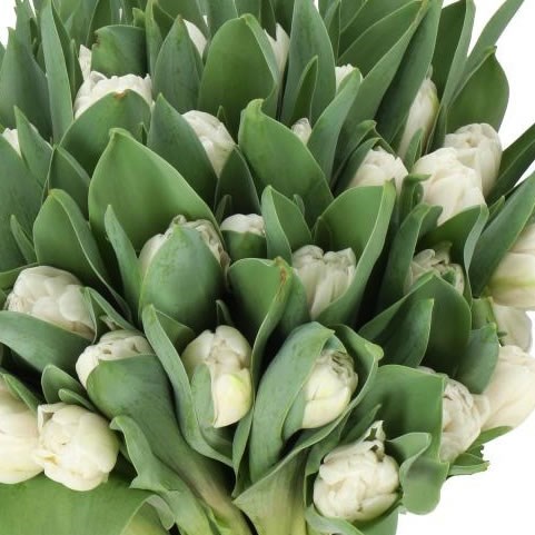 Tulips White Foxtrot