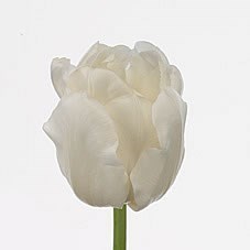 Tulips White Heart