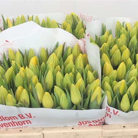Tulips Yellow Beauty